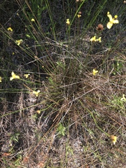 Xyris elliottii