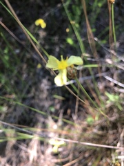 Xyris elliottii