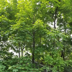 Acer pseudoplatanus