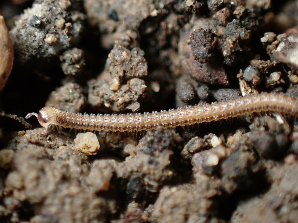 Millipede