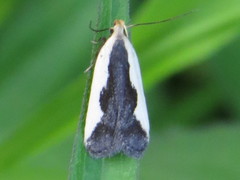 Dichomeris inserrata