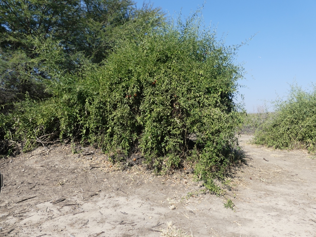 Capparis tomentosa, 655X+V45, Kasane, Botswana, by serdar