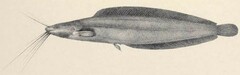 Allauad's Catfish photo 2