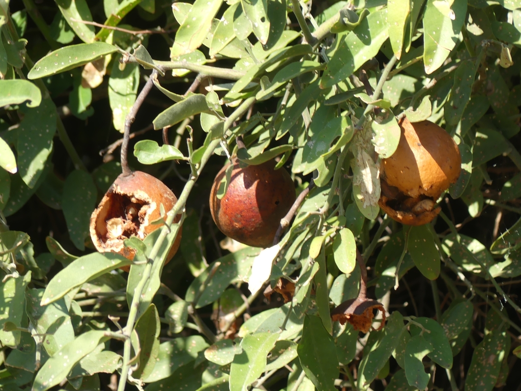 Capparis tomentosa, 655X+V45, Kasane, Botswana, by serdar