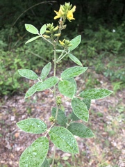 Rhynchosia tomentosa