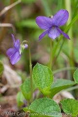 Viola langsdorffii