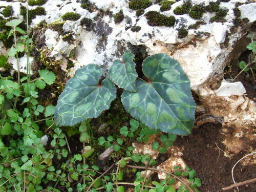 Image of Cyclamen maritimum by (c) Wouter Beukema, some rights reserved (CC BY)
