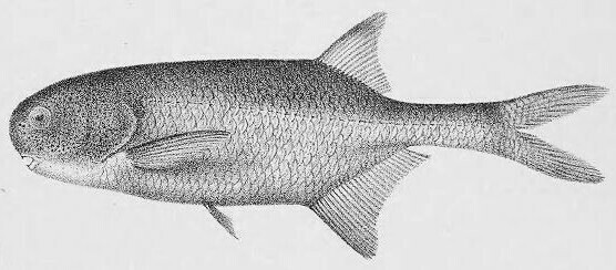 Petrocephalus degeni