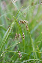 Carex capillaris