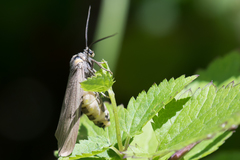 Phryganidia californica