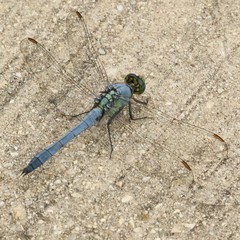 Erythemis simplicicollis