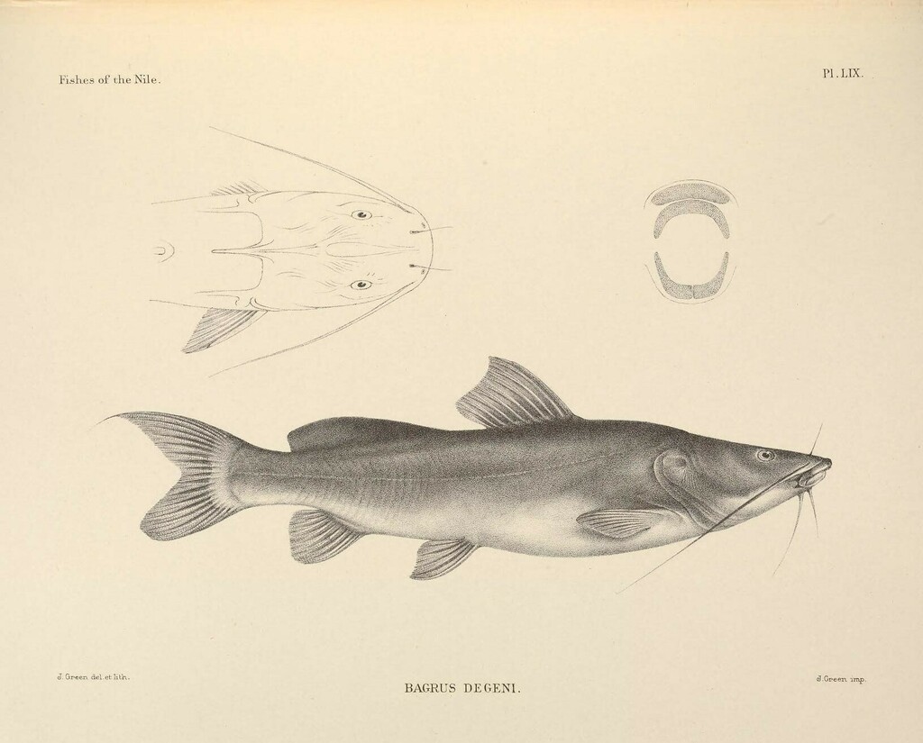 Bagrus degeni