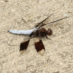 Plathemis lydia