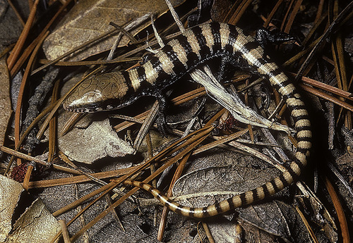 Madrean Alligator Lizard