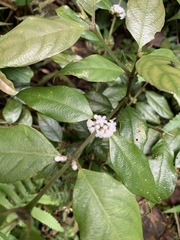 Lasianthus formosensis