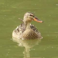 Anas platyrhynchos