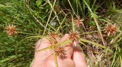 Cyperus lupulinus