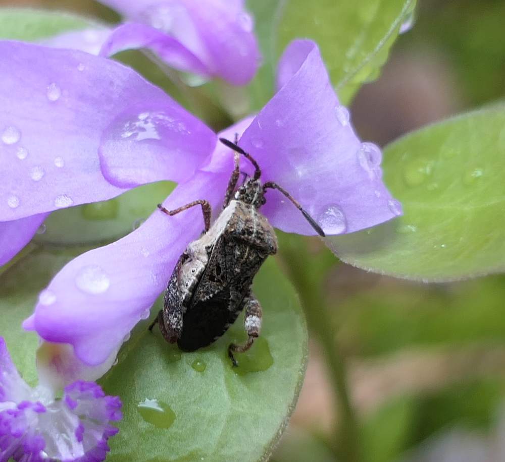 Merocoris distinctus
