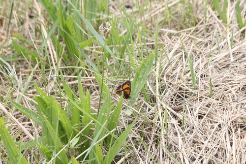 Gatekeeper, Ritthem, Nederland, photo 9 of 10