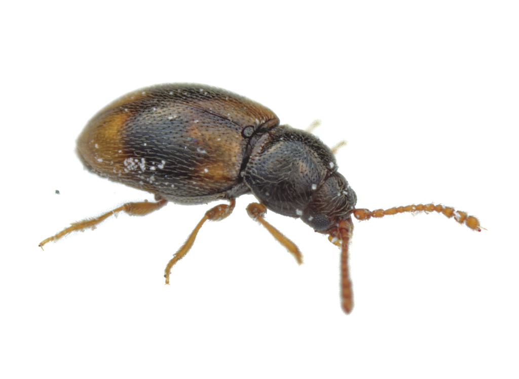 Saddle Cloth Fungus Beetle