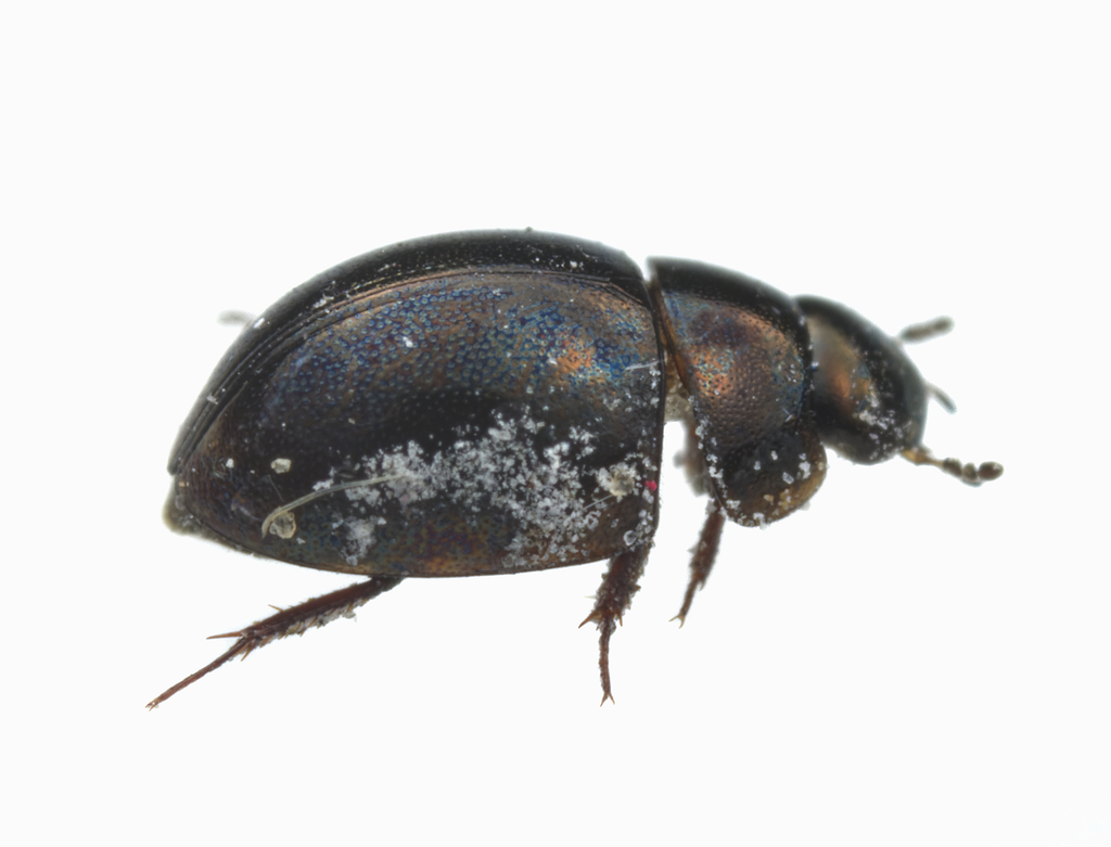 Paracymus subcupreus