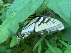 Papilio appalachiensis