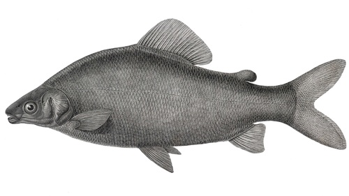 Distichodus nefasch