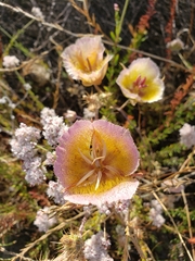 Calochortus weedii intermedius