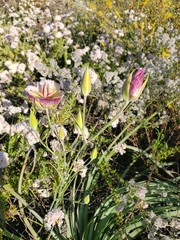 Calochortus weedii intermedius