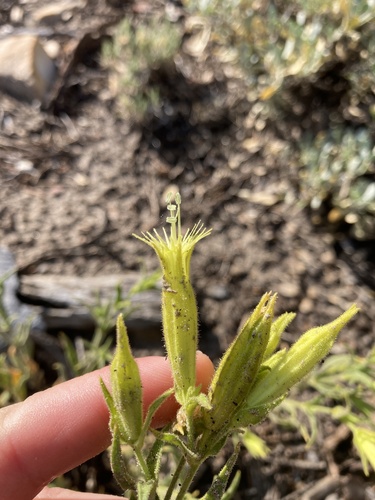 Image of Silene parishii by (c) Amanda Fisher, some rights reserved (CC BY)