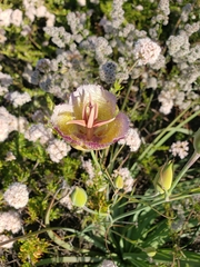 Calochortus weedii intermedius