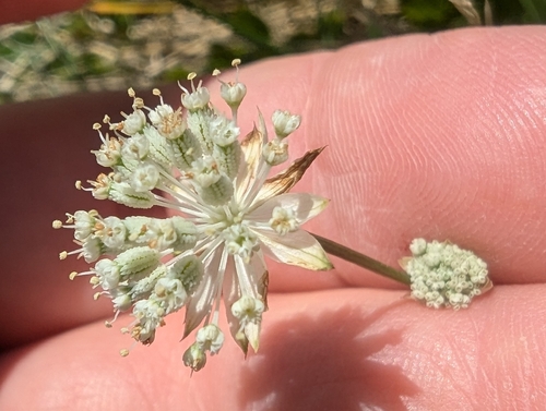 Image of Lesser Masterwort (Astrantia minor) by (c) Denis Bastianelli, some rights reserved (CC BY)
