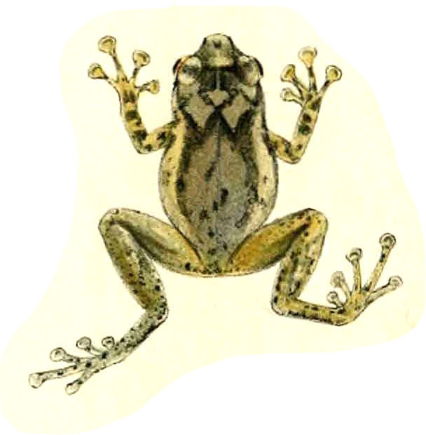 Celebes Cross Frog