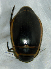 Dytiscus harrisii