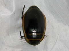 Dytiscus harrisii