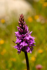 Dactylorhiza maculata