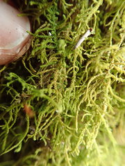 Claopodium crispifolium