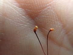 Claopodium crispifolium