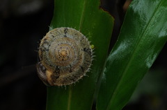 Aegista