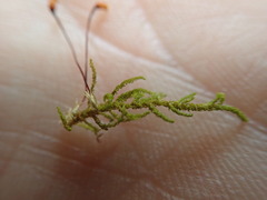 Claopodium crispifolium