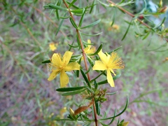 Hypericum galioides