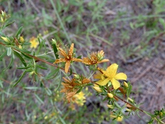 Hypericum galioides
