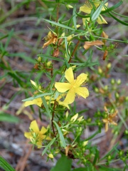 Hypericum galioides