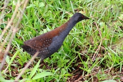 Laterallus spilonota