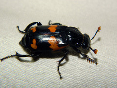 Nicrophorus sayi