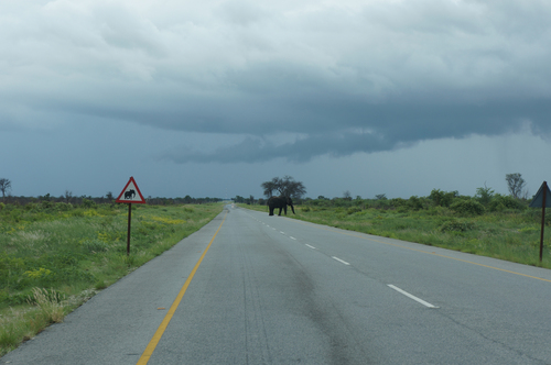 African Savanna Elephant
