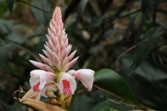 Alpinia shimadae
