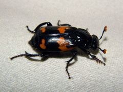 Nicrophorus sayi