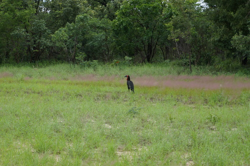 Southern Ground Hornbill
