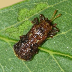 Octotoma marginicollis